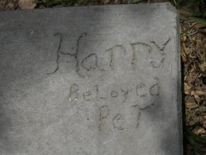 Harry