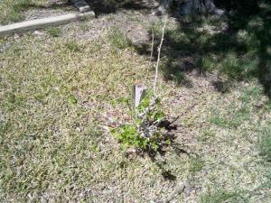 Post Steel Rod No Name