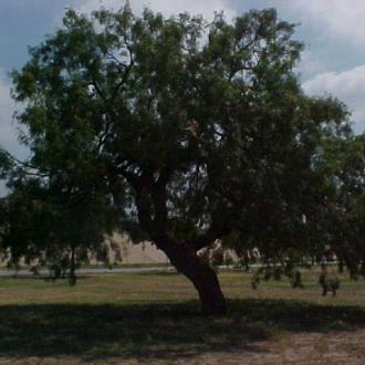 MesquiteTree2.4DFP9